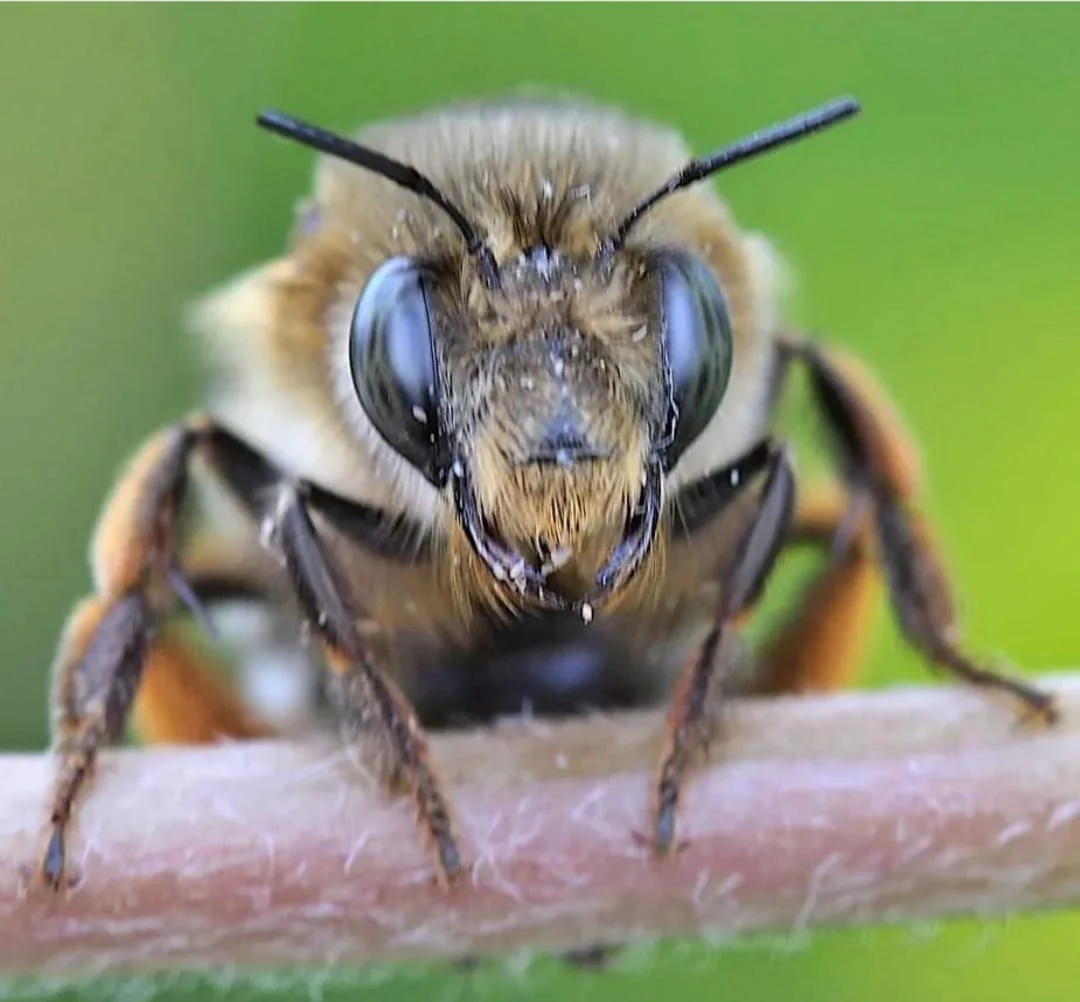 Bu böcekleri her gün görüyorsunuz: Fakat hiç bu kadar yakından görmediniz 5