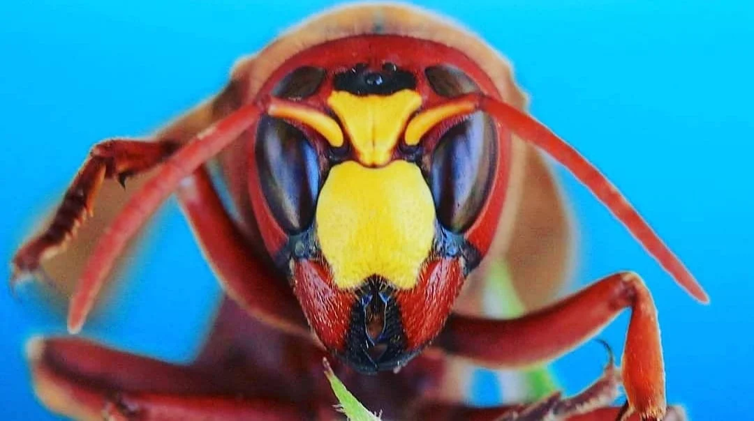 Bu böcekleri her gün görüyorsunuz: Fakat hiç bu kadar yakından görmediniz 6