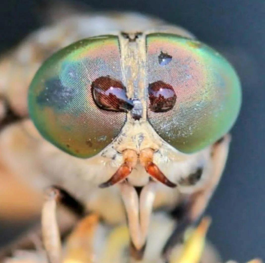 Bu böcekleri her gün görüyorsunuz: Fakat hiç bu kadar yakından görmediniz 8