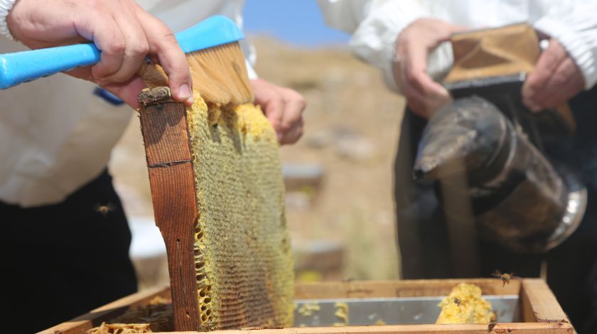 Mersin'den çıkıyor! 500 dolara satıyorlar 1