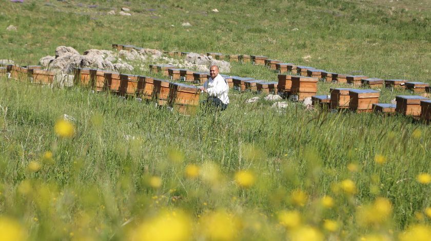 Mersin'den çıkıyor! 500 dolara satıyorlar 3