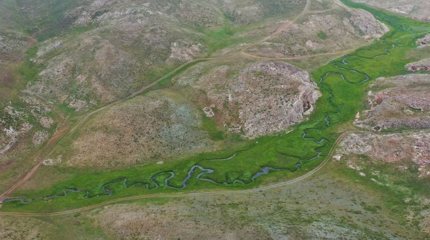 Mersin'den çıkıyor! 500 dolara satıyorlar 6