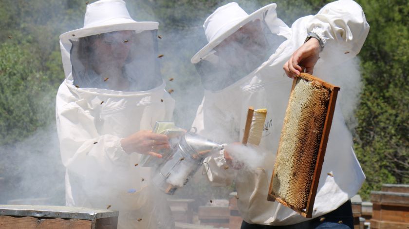 Mersin'den çıkıyor! 500 dolara satıyorlar 10