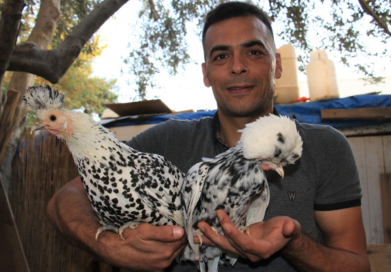 Bu tavuklar resmen altın yumurtluyor! Yurt dışı fiyatı inanılmaz... 1