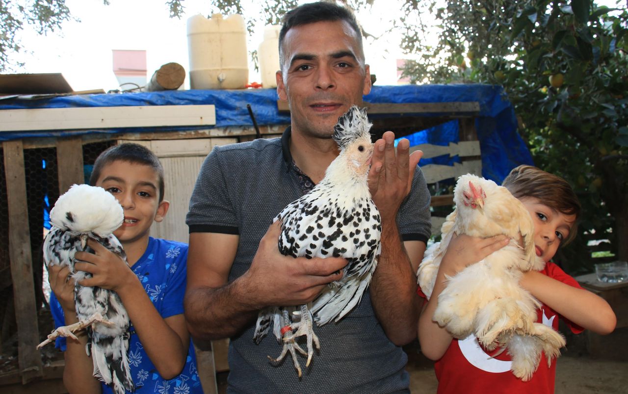 Bu tavuklar resmen altın yumurtluyor! Yurt dışı fiyatı inanılmaz... 2