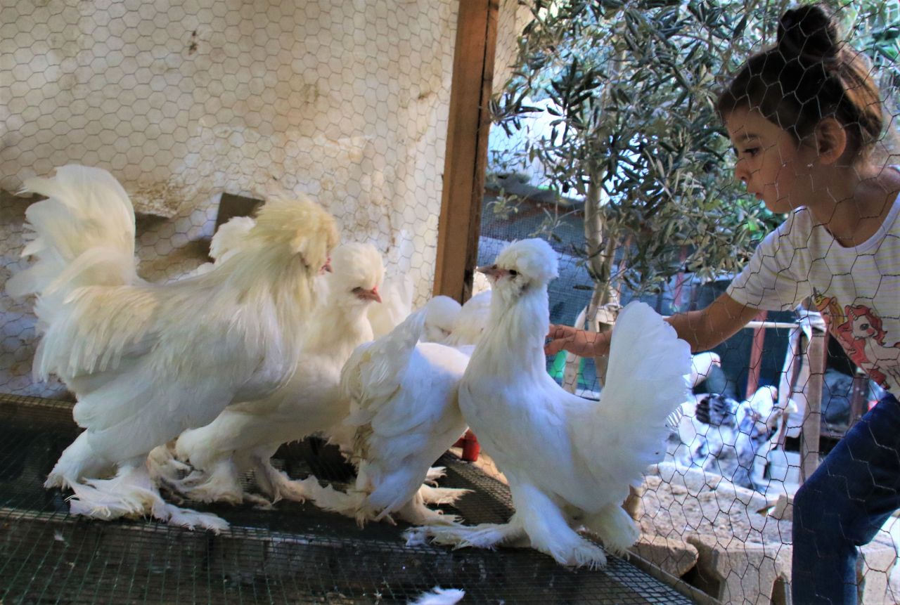 Bu tavuklar resmen altın yumurtluyor! Yurt dışı fiyatı inanılmaz... 3