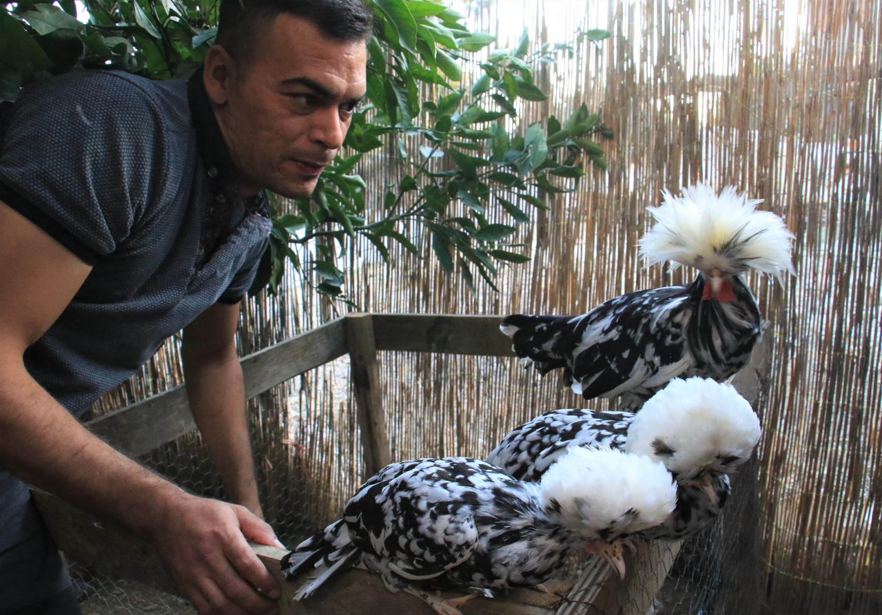 Bu tavuklar resmen altın yumurtluyor! Yurt dışı fiyatı inanılmaz... 4