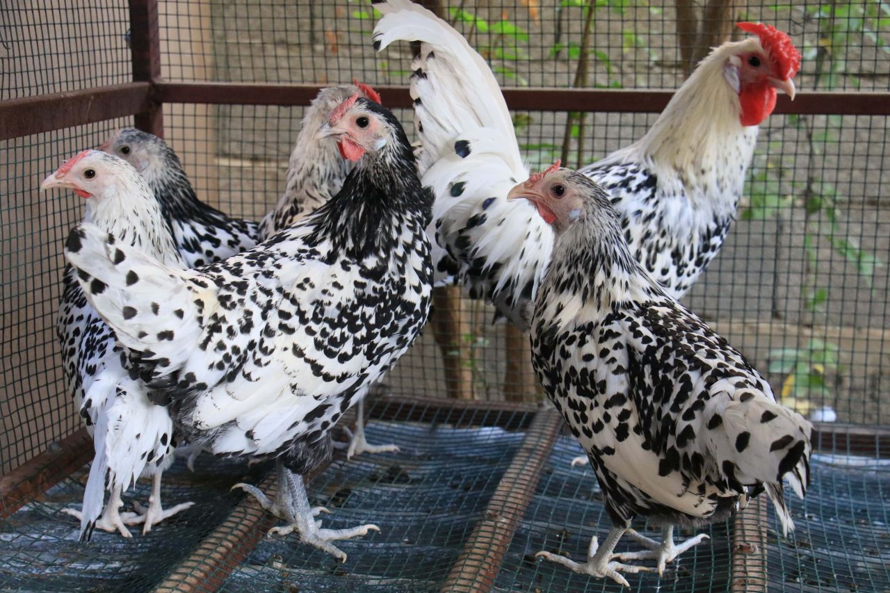 Bu tavuklar resmen altın yumurtluyor! Yurt dışı fiyatı inanılmaz... 5