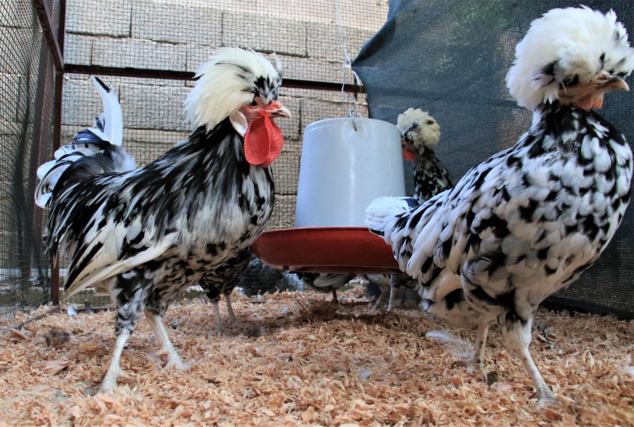 Bu tavuklar resmen altın yumurtluyor! Yurt dışı fiyatı inanılmaz... 6