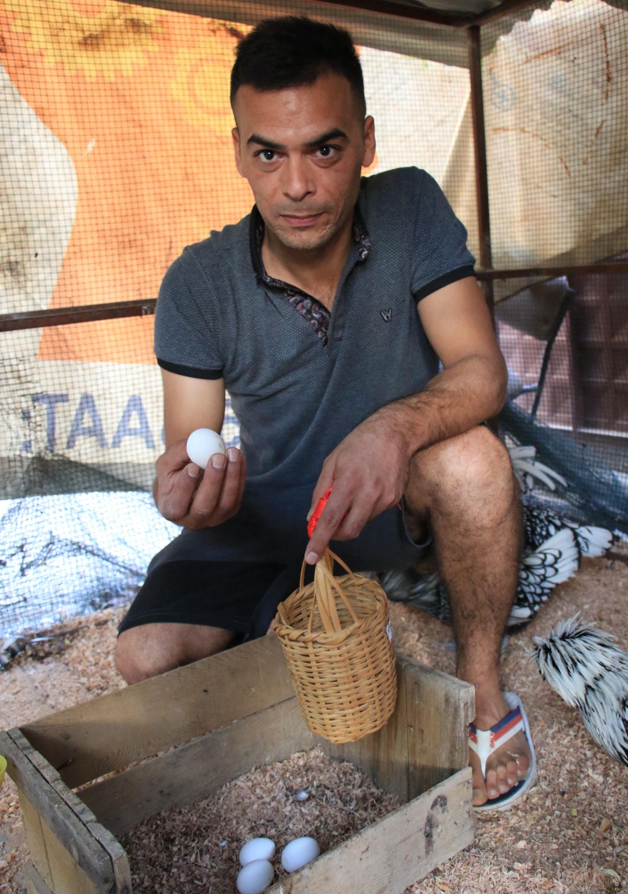 Bu tavuklar resmen altın yumurtluyor! Yurt dışı fiyatı inanılmaz... 7