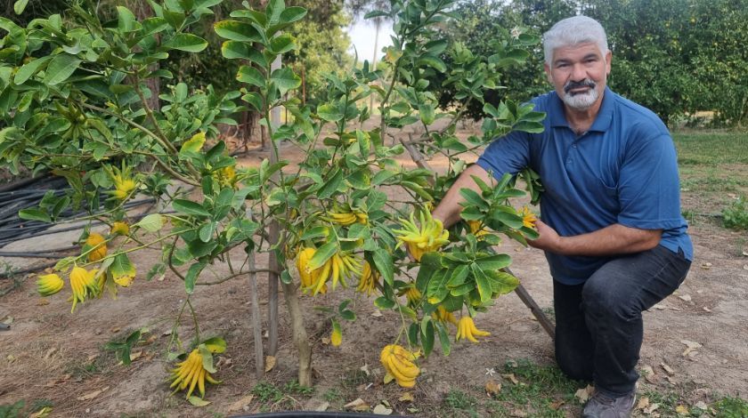Limon sanıp tesadüfen dikti! Bakın ne çıktı 1