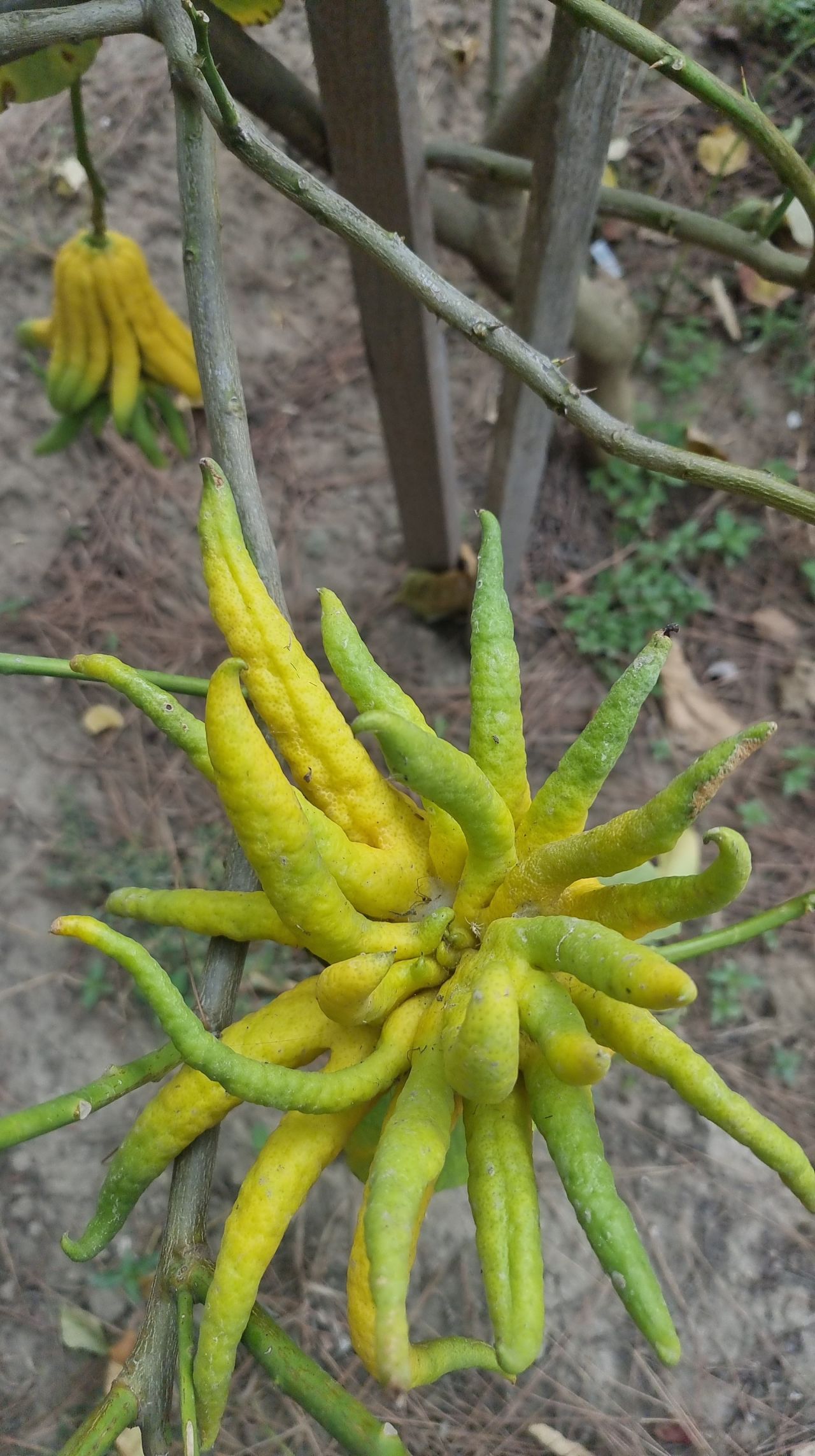 Limon sanıp tesadüfen dikti! Bakın ne çıktı 7