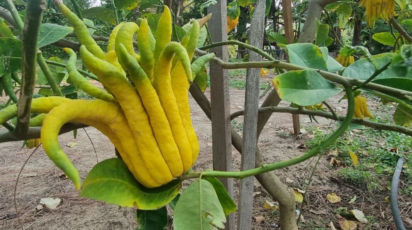 Limon sanıp tesadüfen dikti! Bakın ne çıktı 2