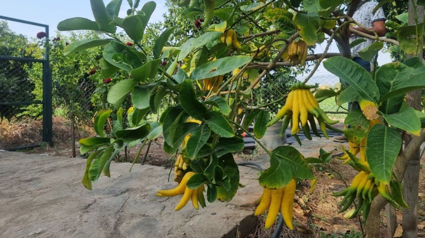 Limon sanıp tesadüfen dikti! Bakın ne çıktı 3