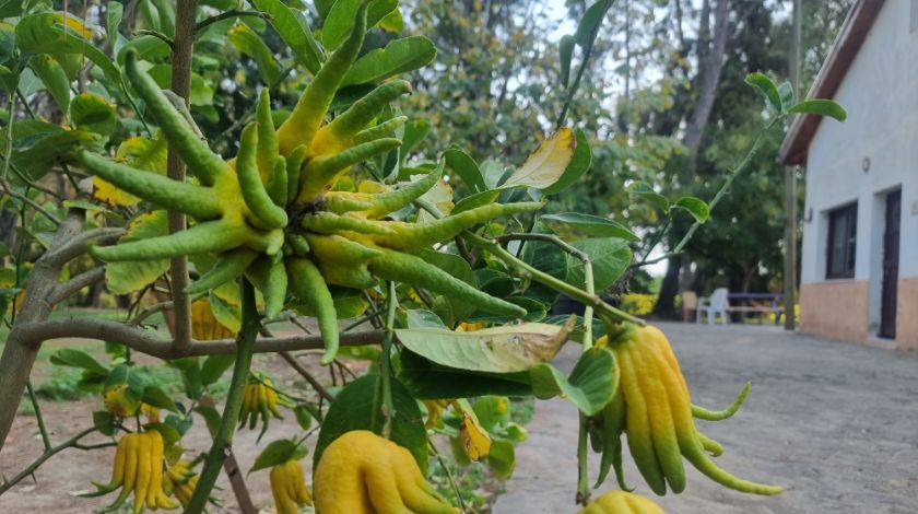 Limon sanıp tesadüfen dikti! Bakın ne çıktı 4