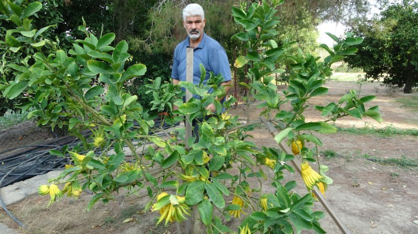 Limon sanıp tesadüfen dikti! Bakın ne çıktı 6