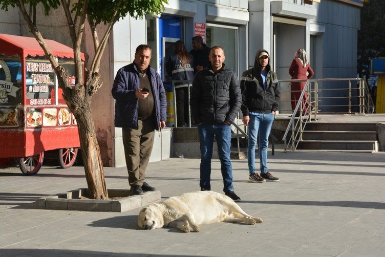 Kuduz vakasının görüldüğü yer hayalet köye döndü! Köpeklerle karşılaşmamak için bakın ne yapıyorlar! 13