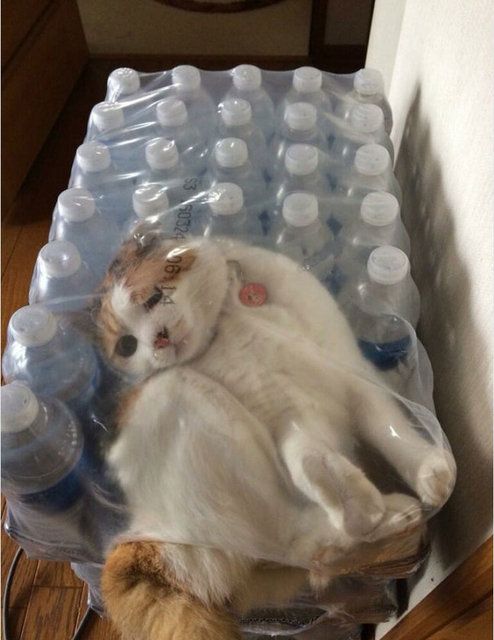 Kedilerin her yere sığdığını gösteren kareler... 1