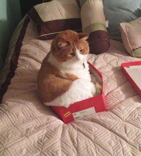 Kedilerin her yere sığdığını gösteren kareler... 64