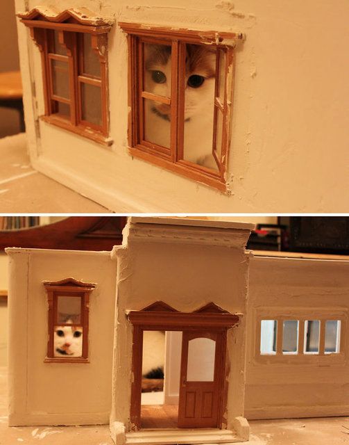 Kedilerin her yere sığdığını gösteren kareler... 73