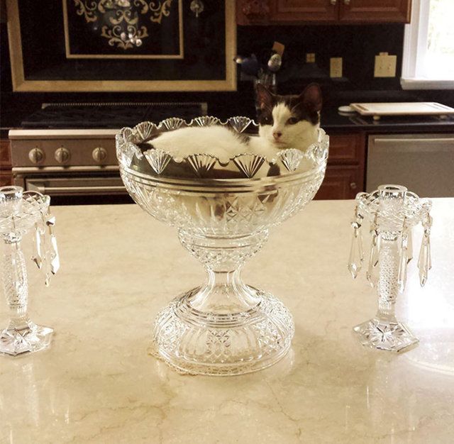 Kedilerin her yere sığdığını gösteren kareler... 12