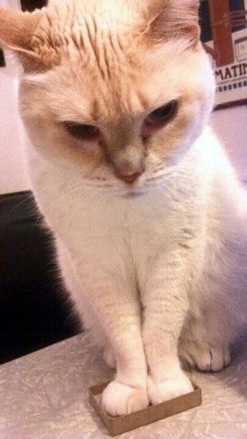 Kedilerin her yere sığdığını gösteren kareler... 18