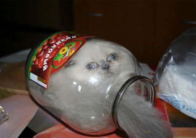 Kedilerin her yere sığdığını gösteren kareler... 2