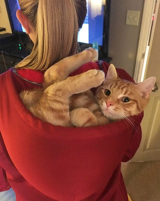 Kedilerin her yere sığdığını gösteren kareler... 25