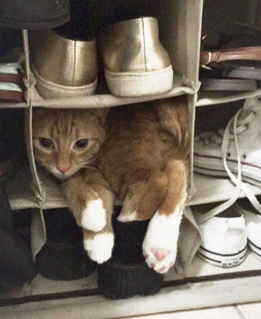 Kedilerin her yere sığdığını gösteren kareler... 26