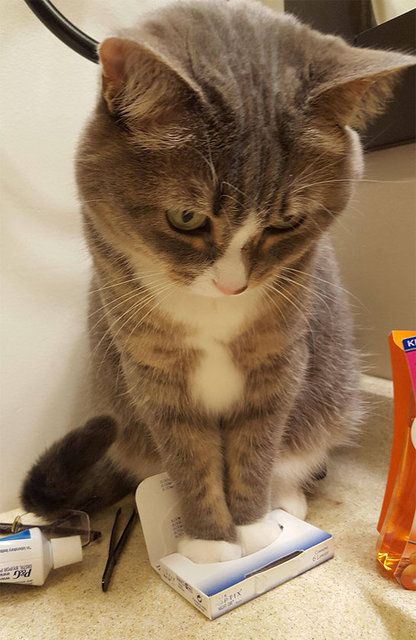 Kedilerin her yere sığdığını gösteren kareler... 27