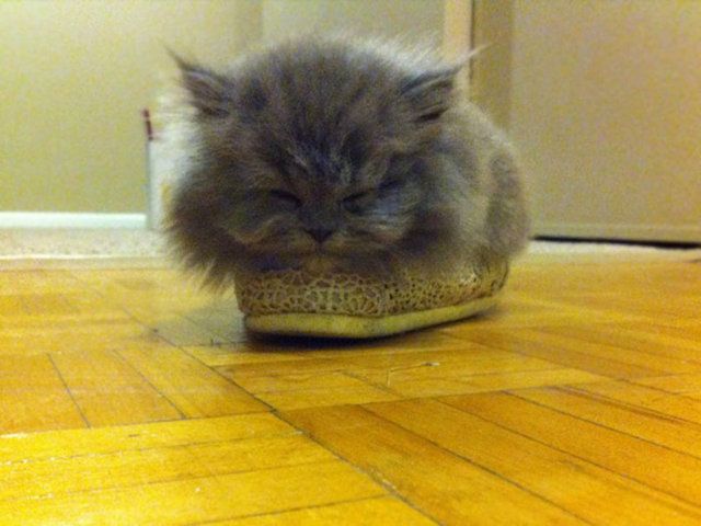 Kedilerin her yere sığdığını gösteren kareler... 29