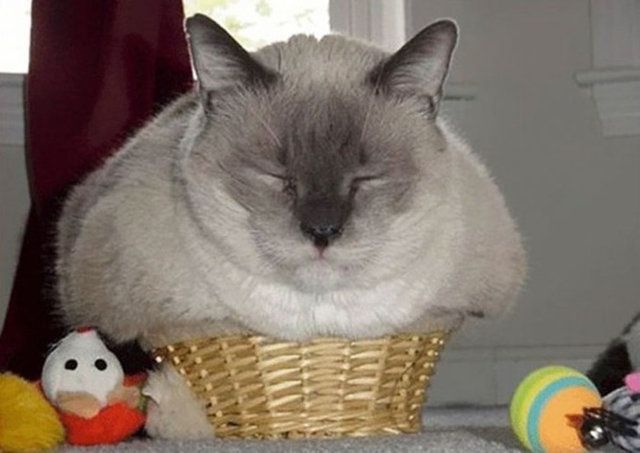 Kedilerin her yere sığdığını gösteren kareler... 36