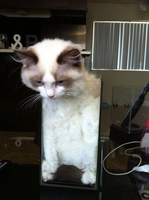 Kedilerin her yere sığdığını gösteren kareler... 38