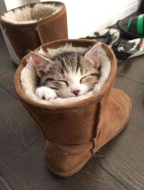 Kedilerin her yere sığdığını gösteren kareler... 40