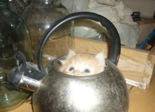 Kedilerin her yere sığdığını gösteren kareler... 42