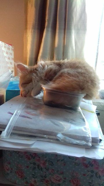 Kedilerin her yere sığdığını gösteren kareler... 43