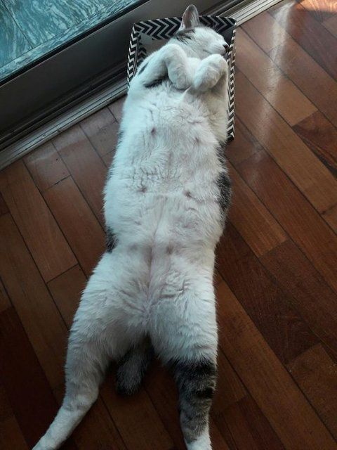 Kedilerin her yere sığdığını gösteren kareler... 44