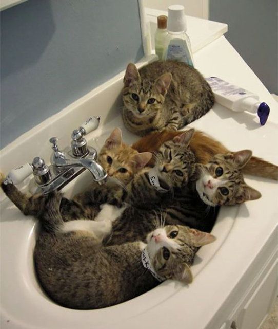 Kedilerin her yere sığdığını gösteren kareler... 47