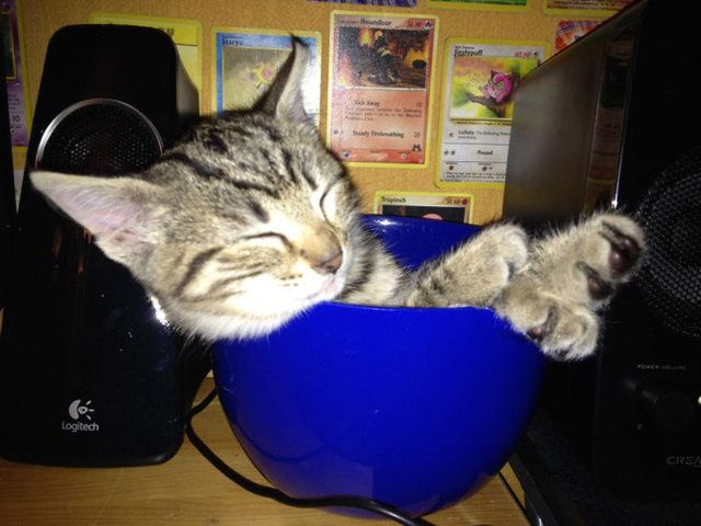 Kedilerin her yere sığdığını gösteren kareler... 52