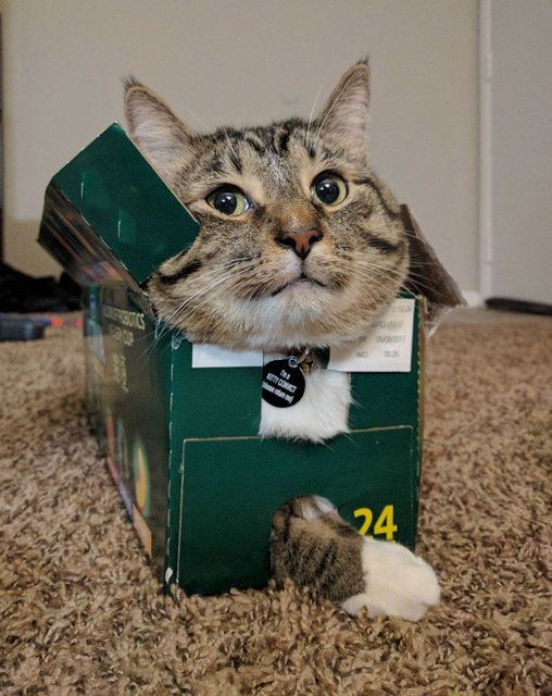 Kedilerin her yere sığdığını gösteren kareler... 56