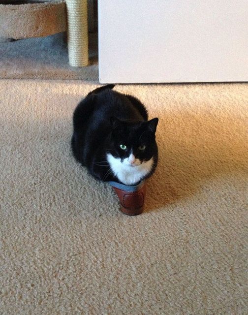 Kedilerin her yere sığdığını gösteren kareler... 59