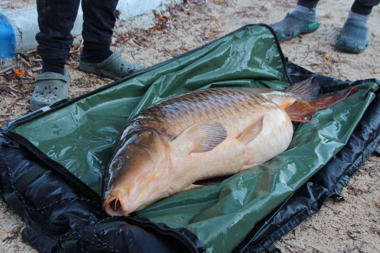 Görenlere hayretler içinde kaldı: Türkiye’nin en büyüğü bilecik’te yakalandı! 5