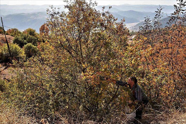 Tesadüfen fark edildi! Kendi kendine yetişiyor: Herkes para kazanmak için oraya gidiyor... 1