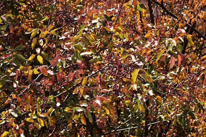 Tesadüfen fark edildi! Kendi kendine yetişiyor: Herkes para kazanmak için oraya gidiyor... 10