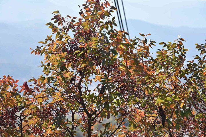 Tesadüfen fark edildi! Kendi kendine yetişiyor: Herkes para kazanmak için oraya gidiyor... 13