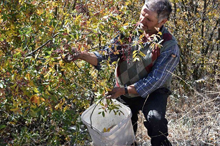 Tesadüfen fark edildi! Kendi kendine yetişiyor: Herkes para kazanmak için oraya gidiyor... 4