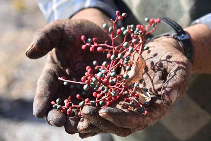 Tesadüfen fark edildi! Kendi kendine yetişiyor: Herkes para kazanmak için oraya gidiyor... 5