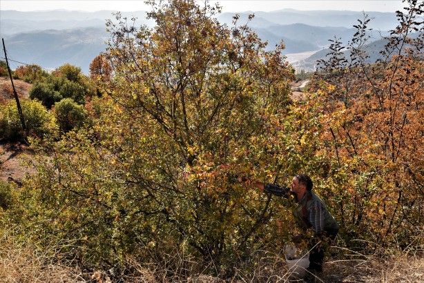 Dağlarda yetişiyor! Köylüye bir anda gelir kapısı oldu 7