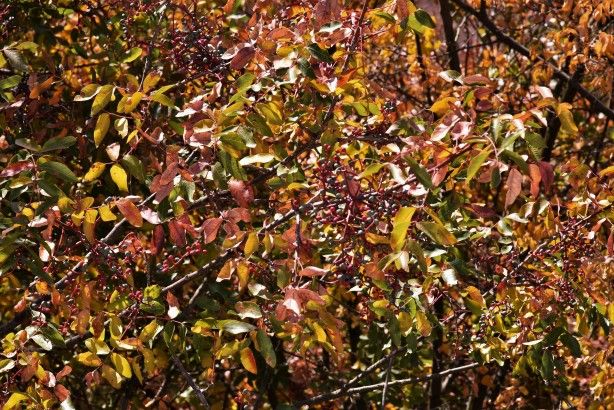 Dağlarda yetişiyor! Köylüye bir anda gelir kapısı oldu 8