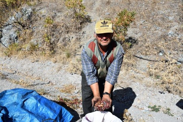 Dağlarda yetişiyor! Köylüye bir anda gelir kapısı oldu 3